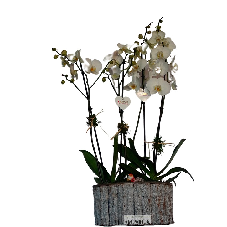 Arreglo de orquideas phalaenopsis