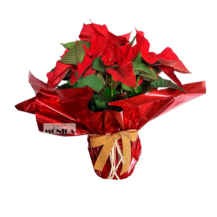 Flor de Pascua