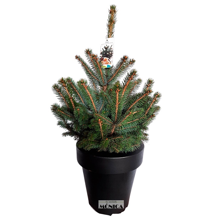 Abeto natural de  Navidad 