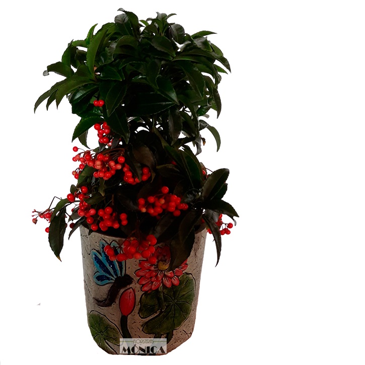 Ardisia 