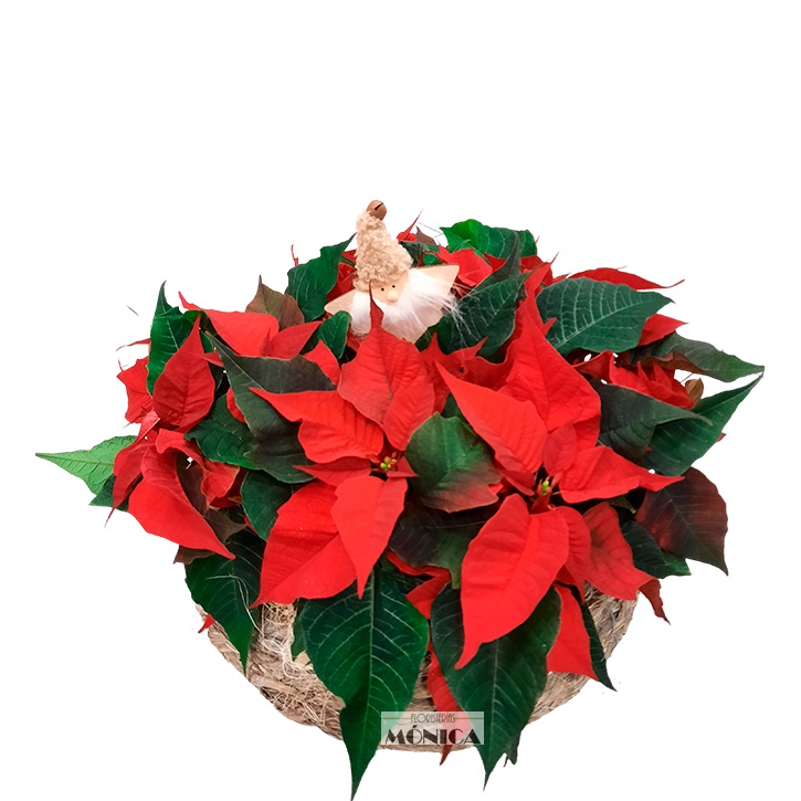 Conjunto de poinsetias en cesto