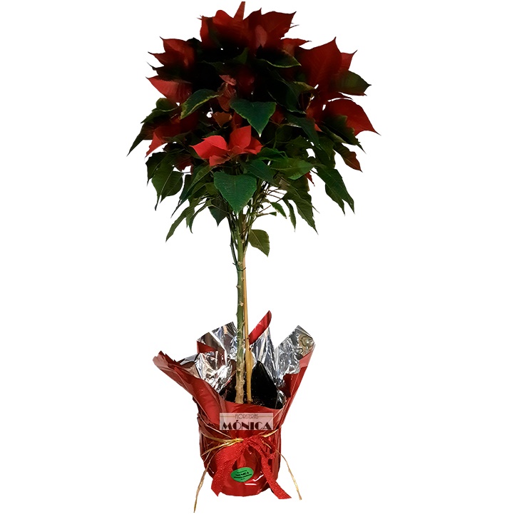 Arbol de Poinsetia