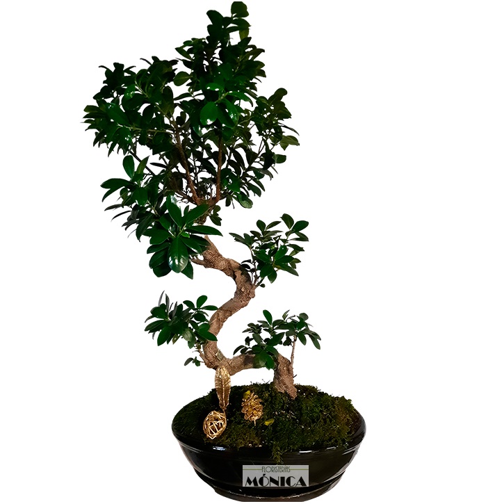 Bonsai Ginseng Grande