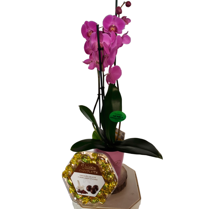 Orquídea con macetero y bombones 