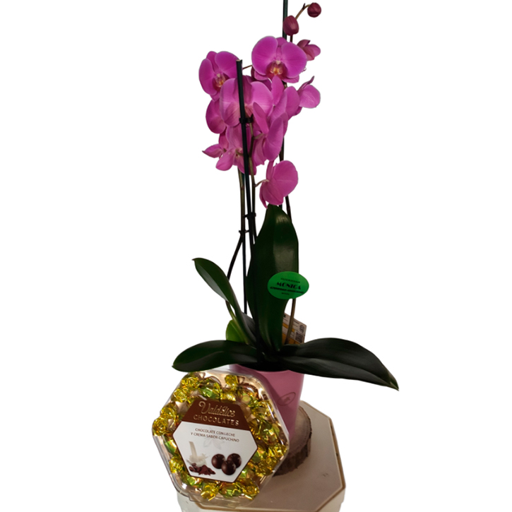Orquídea con macetero y bombones