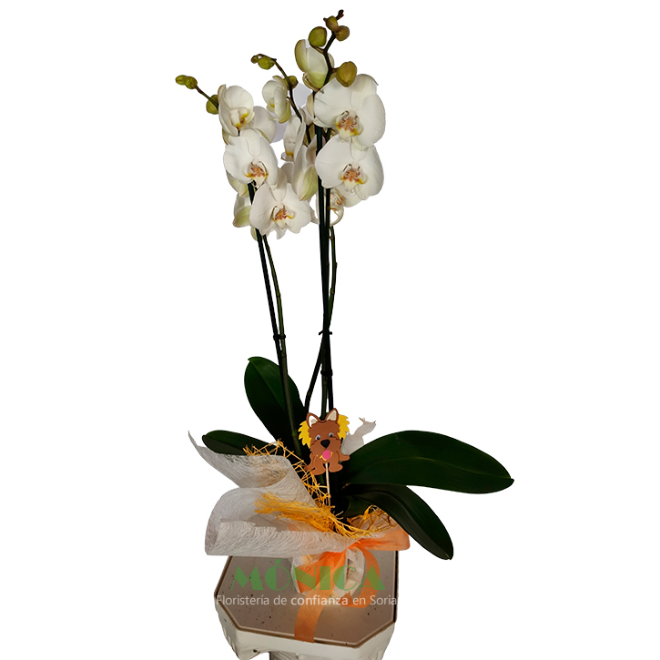 Orquídea Phalaenopsis