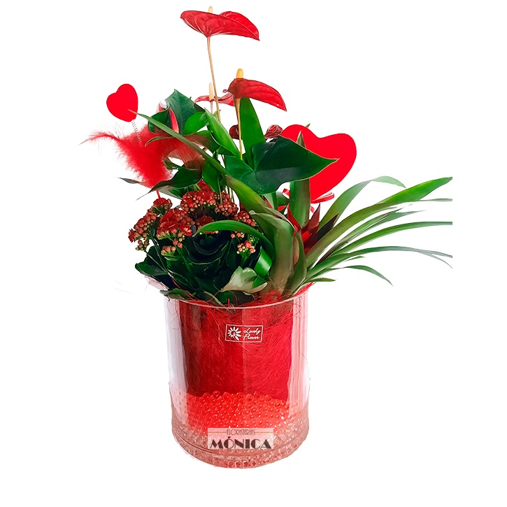 Conjunto rojo de Bromelias.