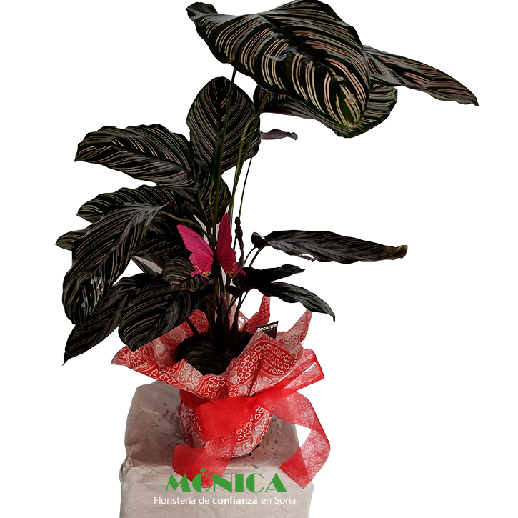 Maranta Calathea