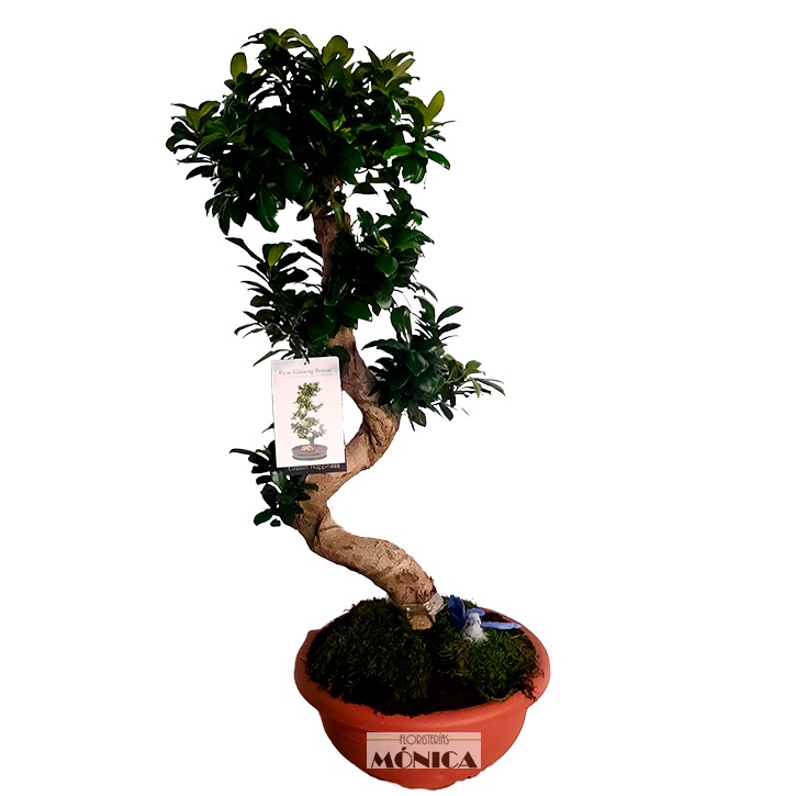 Bonsai Ginseng Grande