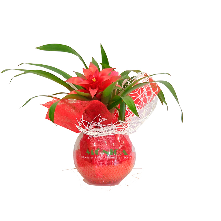 Bromelia con gelatina 