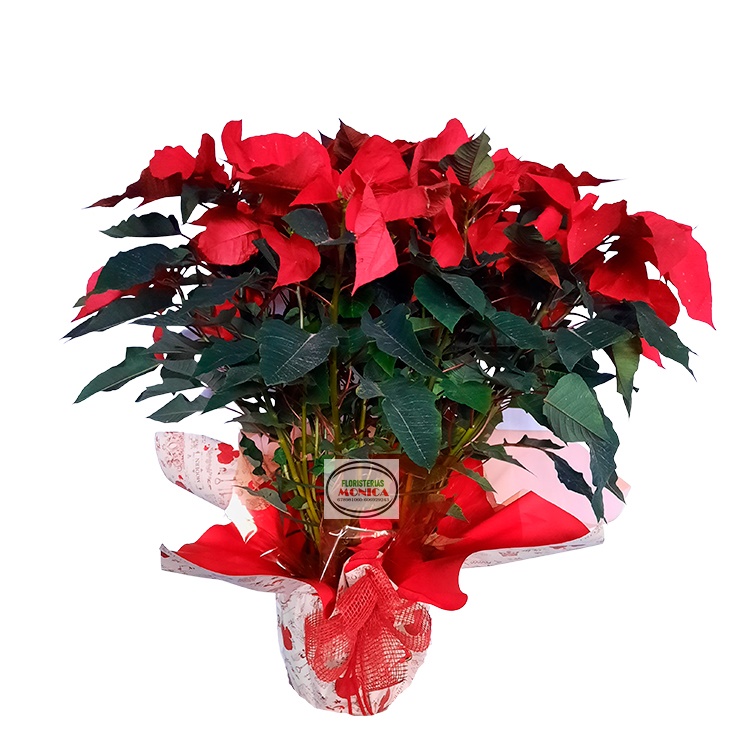 Poinsetia Grande