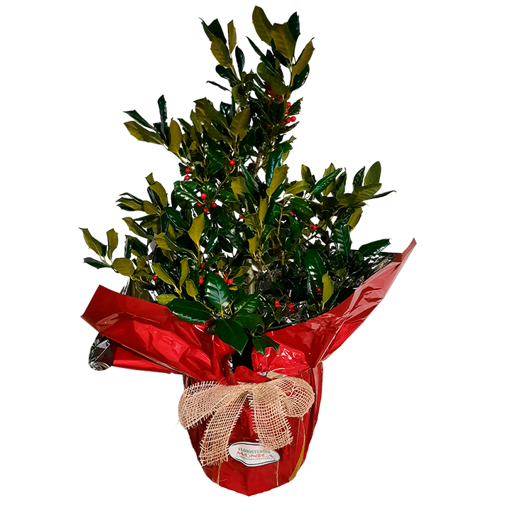  Arból Acebo Navideño