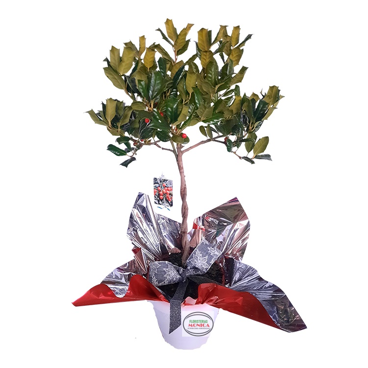  Arbol de Acebo Trenzado