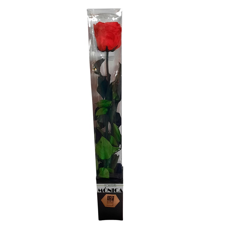 Rosa Natural Preservada