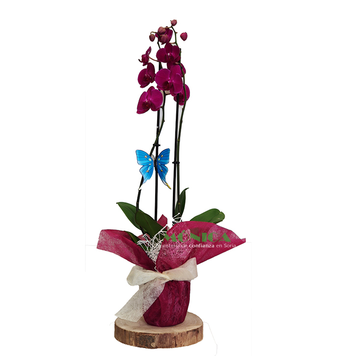 Orquídea de dos tallos