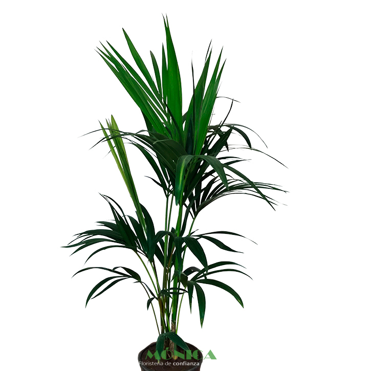 Kentia Natural Mediana