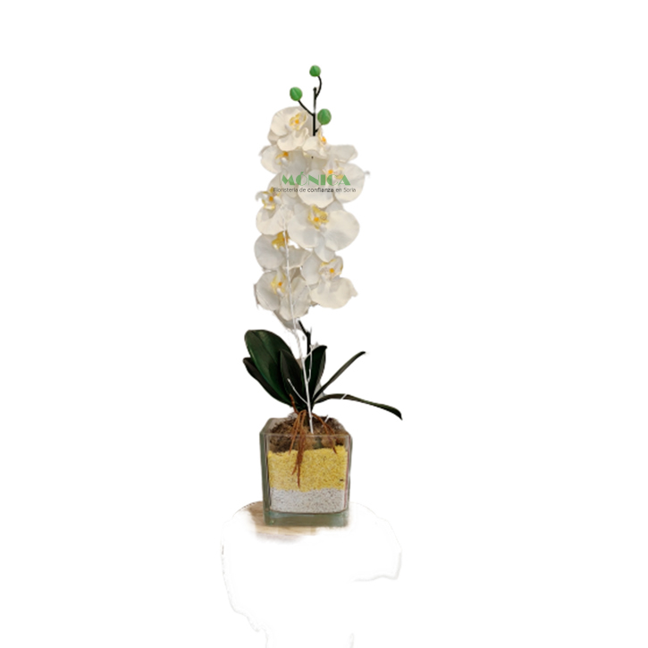 Phalenopsis artificial