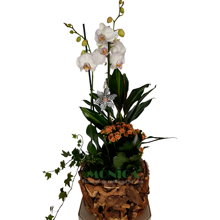 Macetero de troncos con Orquídea 